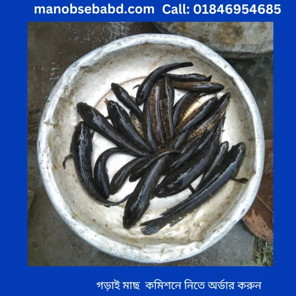 গরাই মাছ  Garai fish